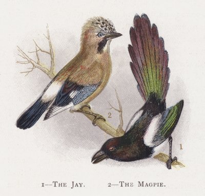 The Jay, The Magpie by Alexander Francis Lydon
